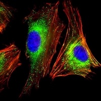 CD107a Mouse Monoclonal Antibody