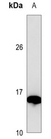 Galectin 1 Mouse Monoclonal Antibody