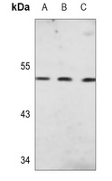 Gamma-enolase Antibody [KO/KD Validated]