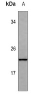 FGF4 Mouse Monoclonal Antibody