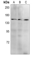c-Met Mouse Monoclonal Antibody