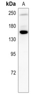 c-Met (Phospho-Y1234/Y1235) Mouse Monoclonal Antibody