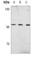 CD10 Antibody