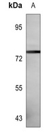 CD55 Mouse Monoclonal Antibody