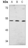 CHRM2 Mouse Monoclonal Antibody