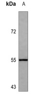 CD271 Antibody