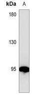 Gelsolin Mouse Monoclonal Antibody