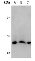 Cytokeratin 18 Antibody