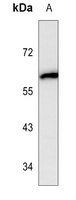 Cytochrome P450 1A1 Mouse Monoclonal Antibody