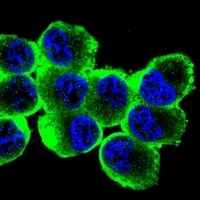 MBP Antibody