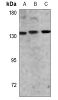 FGA Mouse Monoclonal Antibody
