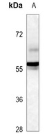IGHD Mouse Monoclonal Antibody