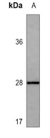 EPO Mouse Monoclonal Antibody