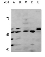 c-Myc Mouse Monoclonal Antibody