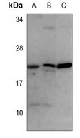 Adenylate Kinase 1 Mouse Monoclonal Antibody
