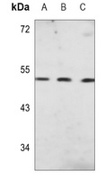 PAH Antibody