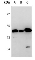 TIP47 Mouse Monoclonal Antibody