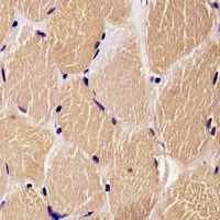 DENR Antibody