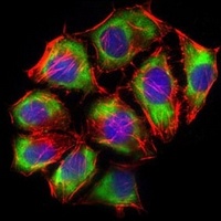 GLUT4 Antibody