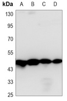 Gamma-enolase Mouse Monoclonal Antibody