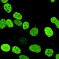 Histone H2A.X (Phospho-S139) Antibody