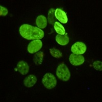 Histone H2A.X (Phospho-S139) Antibody