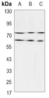 Lamin A/C Antibody
