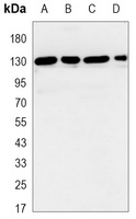 JAK1 Antibody
