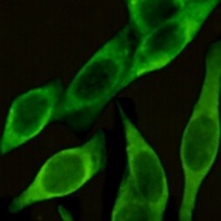 CD54 Mouse Monoclonal Antibody