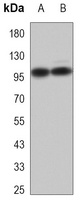 CD54 Mouse Monoclonal Antibody