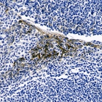 CD54 Mouse Monoclonal Antibody