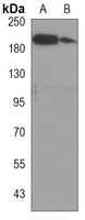 CD45 Antibody