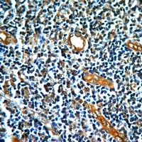 EPHB1 Mouse Monoclonal Antibody