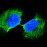 GSTP1 Mouse Monoclonal Antibody