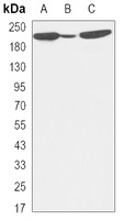 BRG1 Mouse Monoclonal Antibody