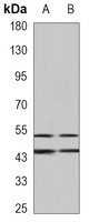 JNK1 Antibody