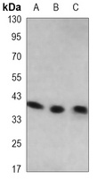 WDR77 Mouse Monoclonal Antibody