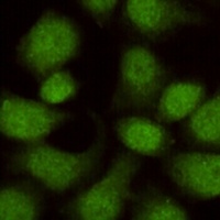 WDR77 Mouse Monoclonal Antibody