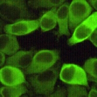 HSP27 Antibody