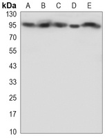 EEF2 Antibody