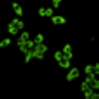 EEF2 Antibody