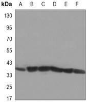 CDK5 Mouse Monoclonal Antibody