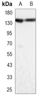 USP7 Antibody