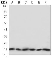 COX4-1 Antibody