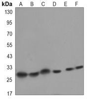 HP1 alpha Mouse Monoclonal Antibody