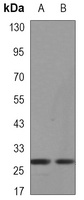 XBP1 Rabbit Monoclonal Antibody