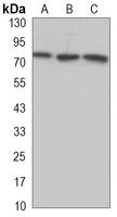 TORC2 Rabbit Monoclonal Antibody