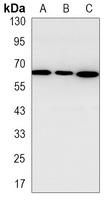 p62 Rabbit Monoclonal Antibody