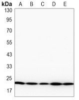 NRAS Antibody