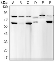 Lamin A/C Antibody